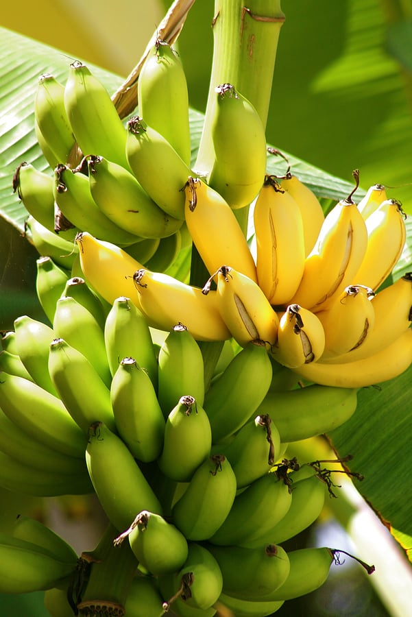 Bananas-on-tree.jpg