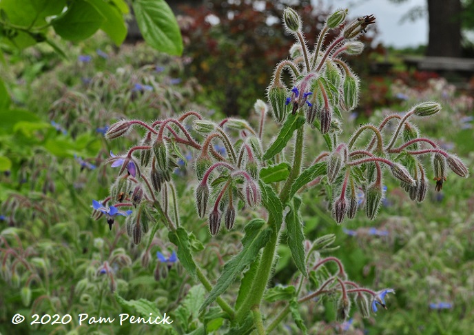 Borage-1.jpg