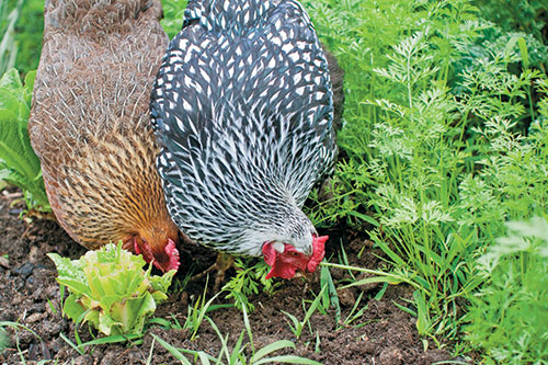 chickens-in-summer-garden.jpg