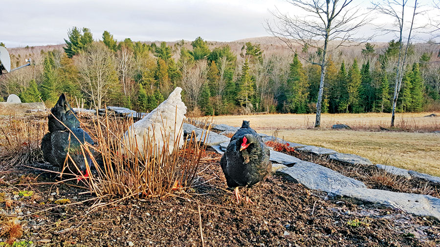 chickens-pecking-in-fall-garden.jpg