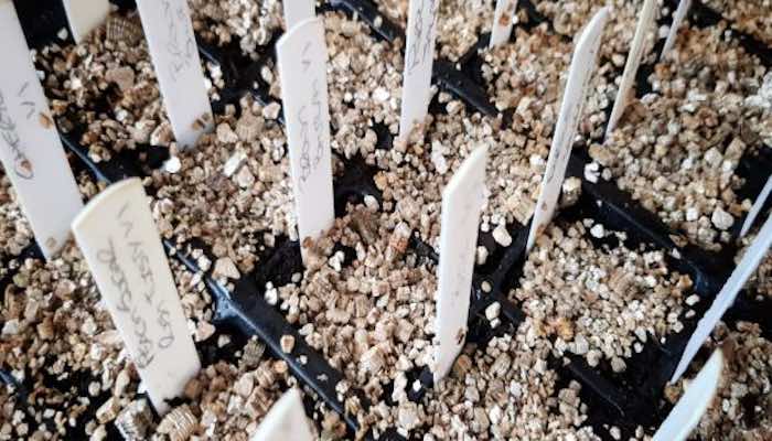 Chili-seeds-vermiculite.jpg