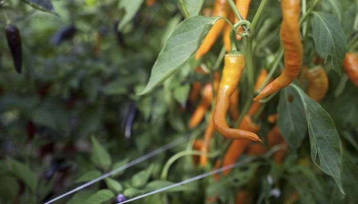 Chillies-supported-twine.jpg