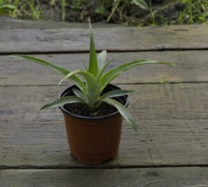 ck-Young-Pineapple-Plant-Growing-322755343-300x270.jpg