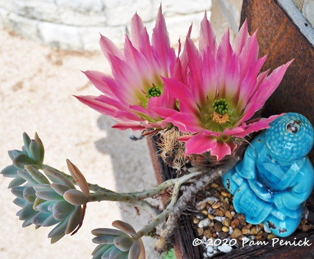 Coahuila_lace_cactus_flower_1-1.jpg