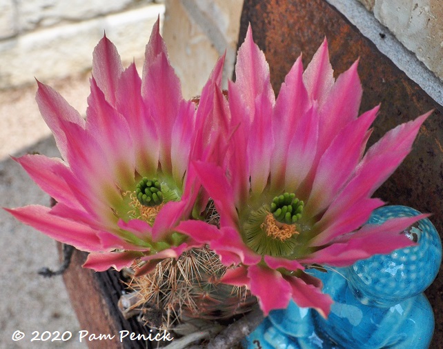 Coahuila_lace_cactus_flower_4-1.jpg