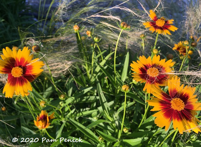 Coreopsis_Sterntaler_1.jpg