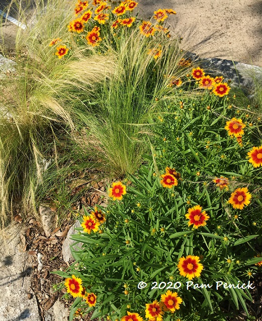 Coreopsis_Sterntaler_2-1.jpg