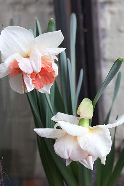 daffodil01.jpg
