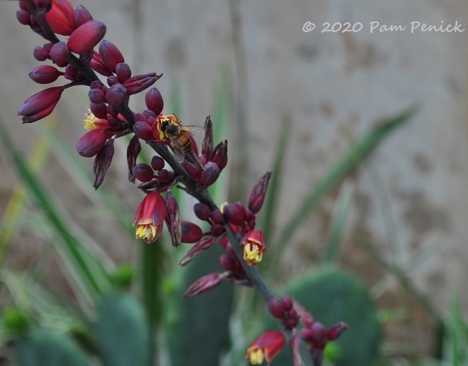 Desert_Dusk_hesperaloe_Bee_1-1.jpg