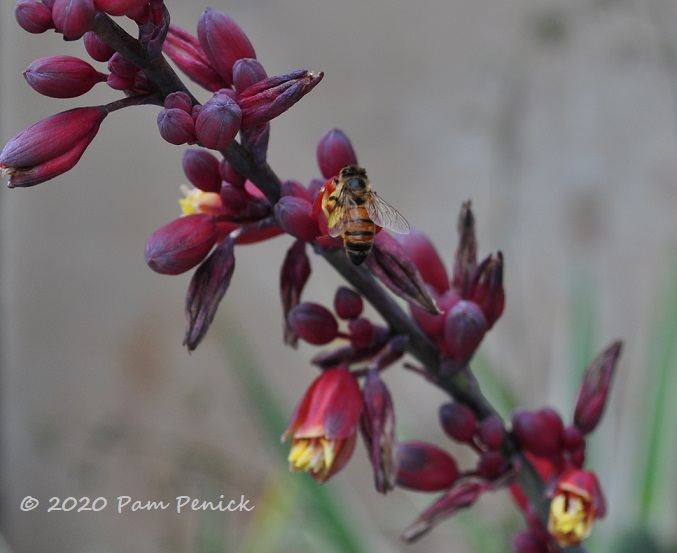 Desert_Dusk_hesperaloe_Bee_2-1.jpg