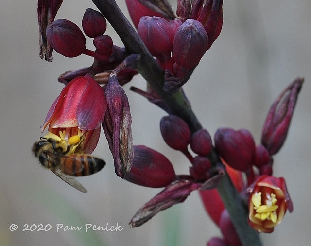 Desert_Dusk_hesperaloe_Bee_3-1.jpg