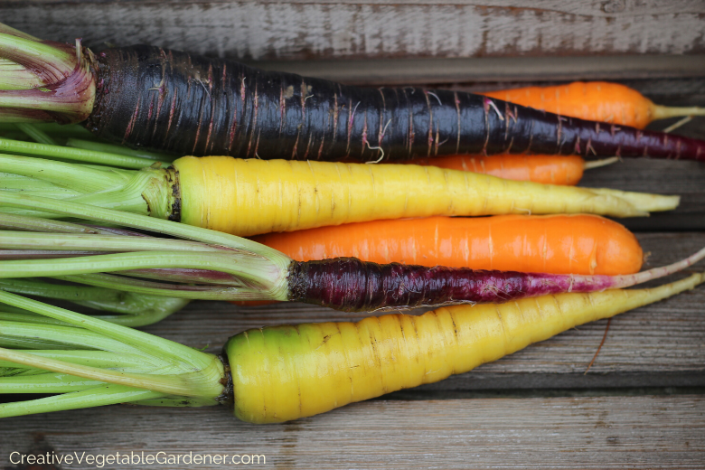 grow-carrots.png
