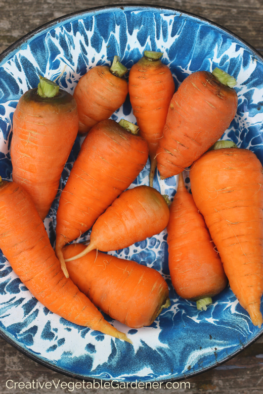 grow-garden-carrots.png