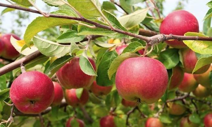 Growimng-apples-700.jpg
