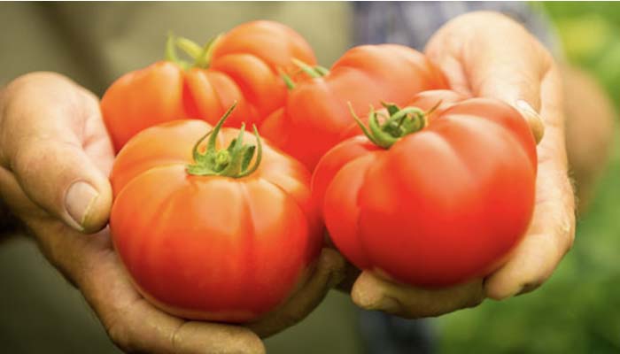 Growing-beefsteak-tomatoes-outdoors.jpg