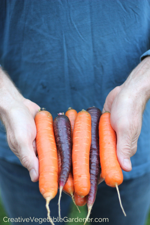 growing-carrots.png