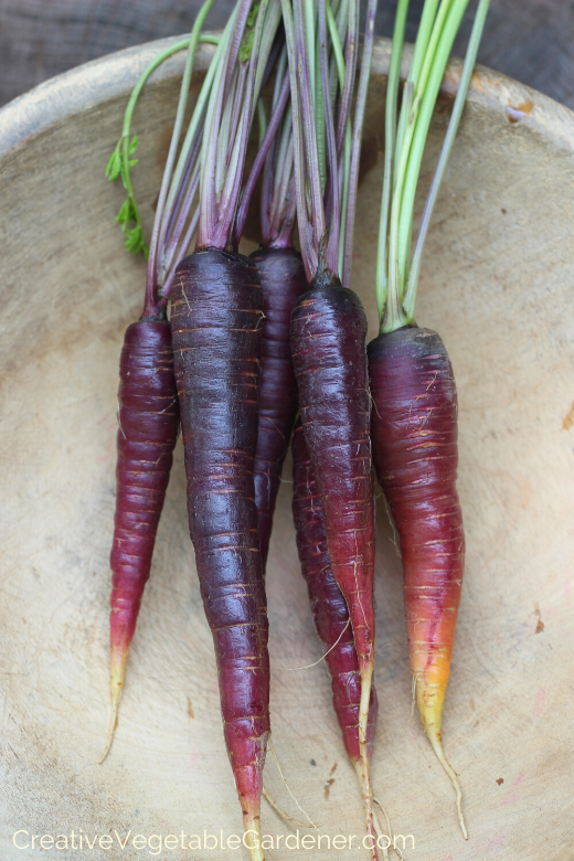 growing-garden-carrots.png