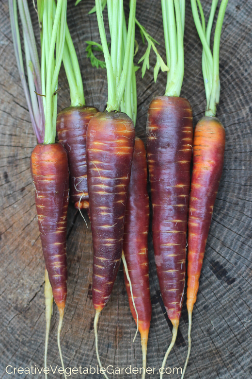 growing-organic-carrots.png