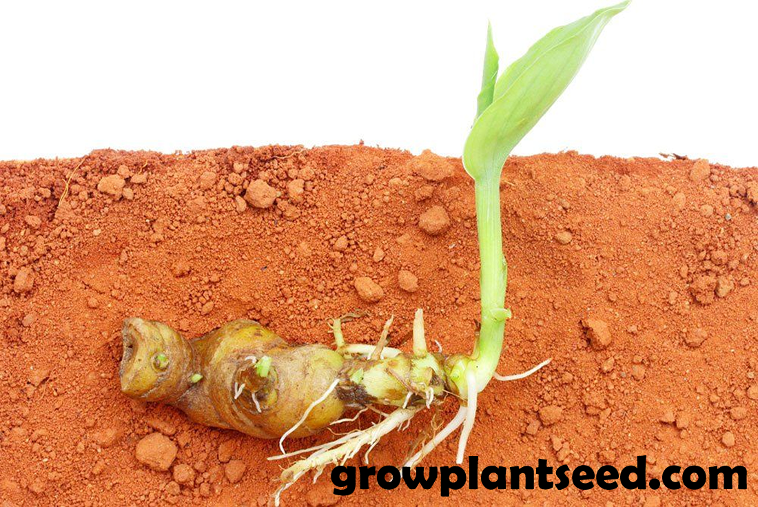 growplantseed image.png