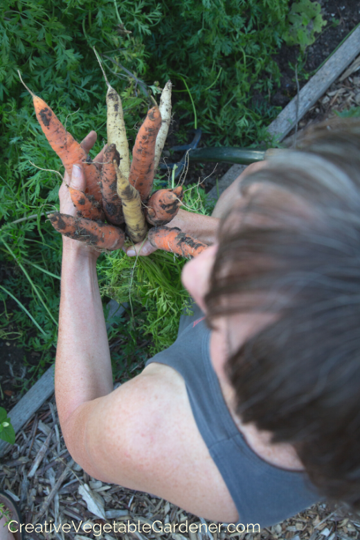 how-to-grow-carrots.png