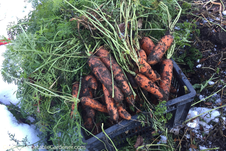 how-to-grow-garden-carrots.png