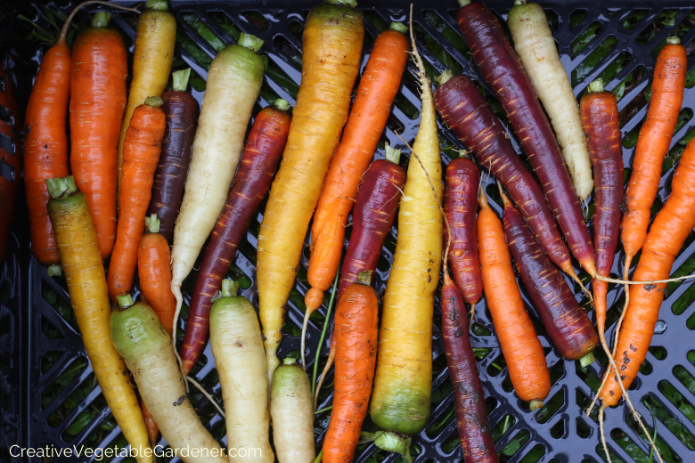 how-to-grow-organic-carrots.png