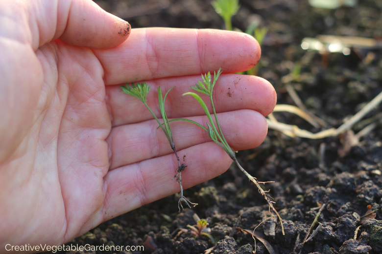 how-to-plant-carrots-in-your-garden.png