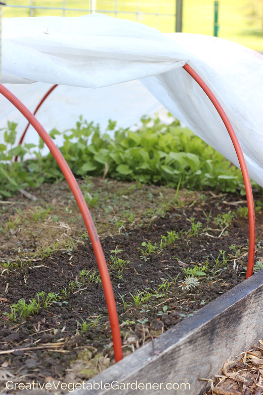 how-to-plant-carrots-in-your-organic-garden.png