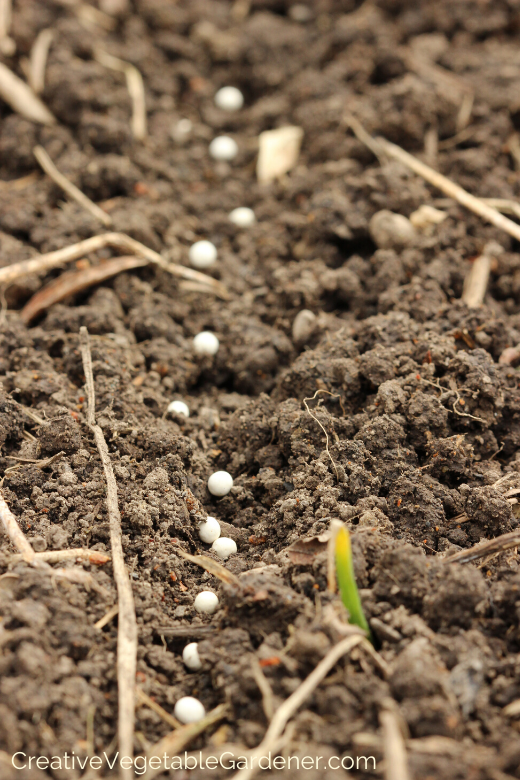 how-to-plant-carrots-organic-garden.png