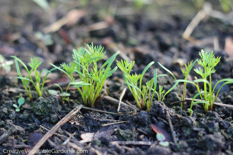 how-to-plant-carrots.png