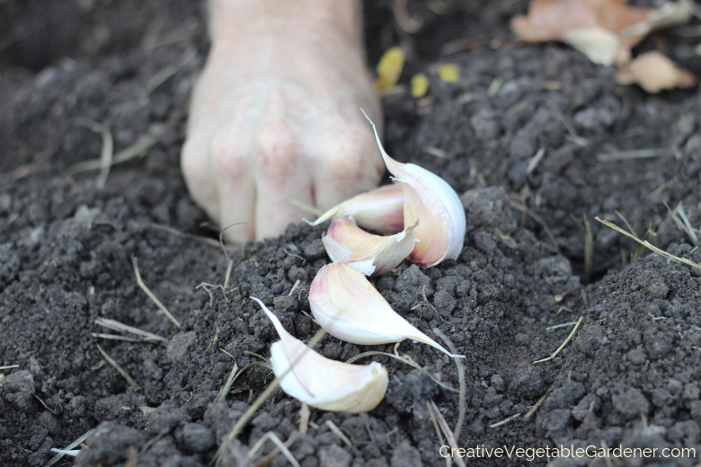 how-to-plant-garlic.png