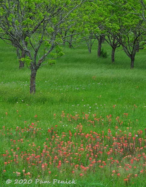 Indian_paintbrush_orchard-1.jpg