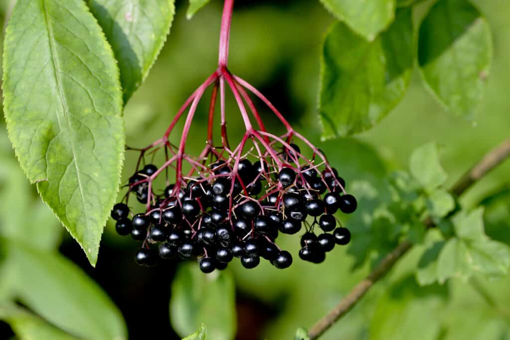 ipe-Berries-Of-Black-Elderber-241000993-1-1024x683.jpg