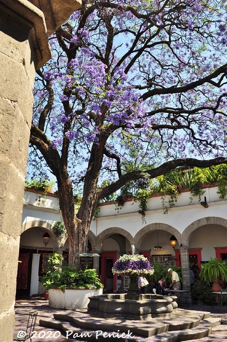 Jacaranda_courtyard_El_Bazaar_Sabado-1.jpg