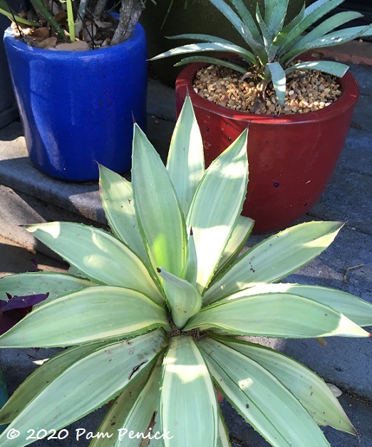 Joe_Hoak_agave-1.jpg