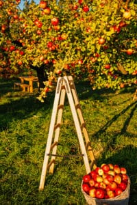 k-Apple-Garden-Nature-Background-315397513-200x300.jpg