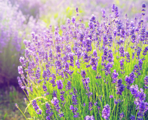 lavender--495x400.jpg
