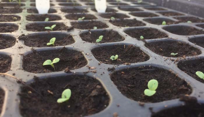 Lettuce-seedlings-700.jpg