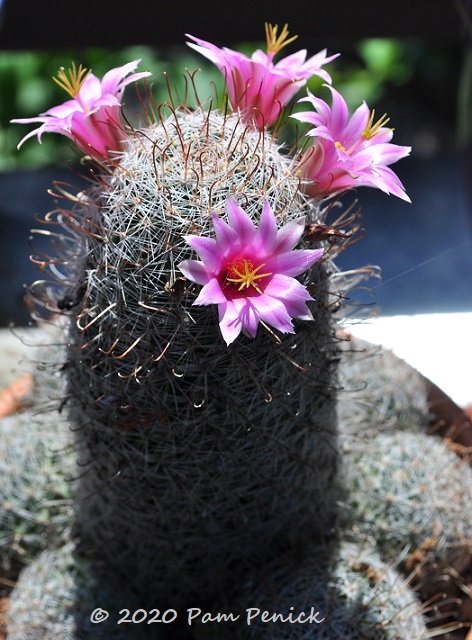 Mammillaria_cactus_in_bloom-3.jpg