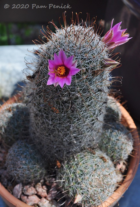Mammillaria_cactus_in_flower_4-1.jpg