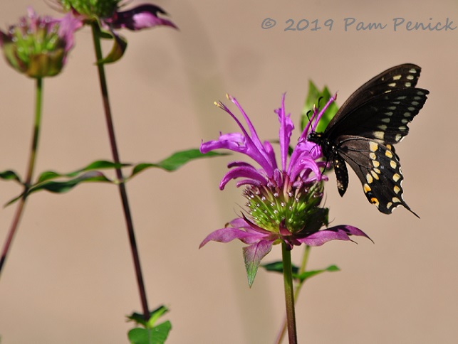 Monarda_Swallowtail_butterfly-1.jpg