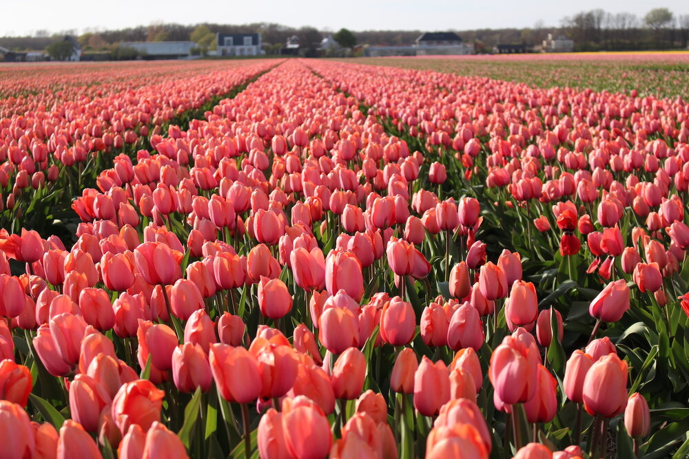 More+tulips.jpg