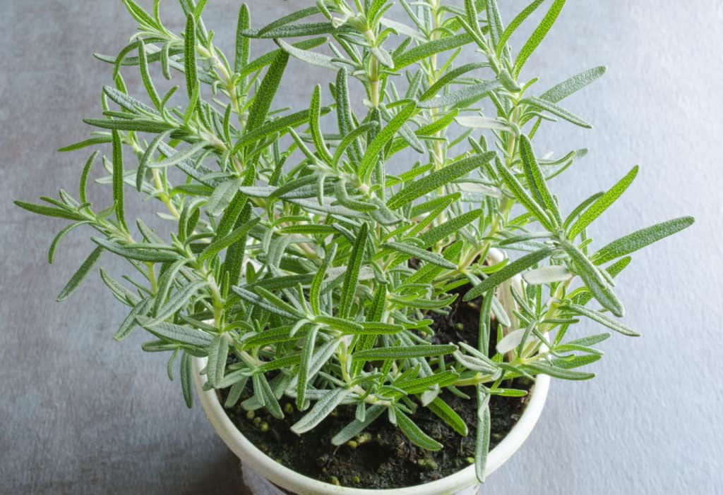 ock-Rosemary-Plant-In-Container-288843814-1024x702.jpg