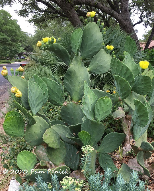 Old_Mexico_prickly_pear_2-1.jpg