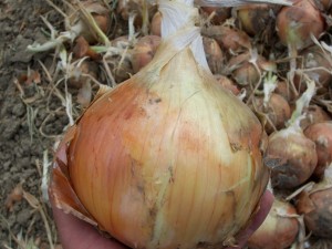 onion-300x225.jpg