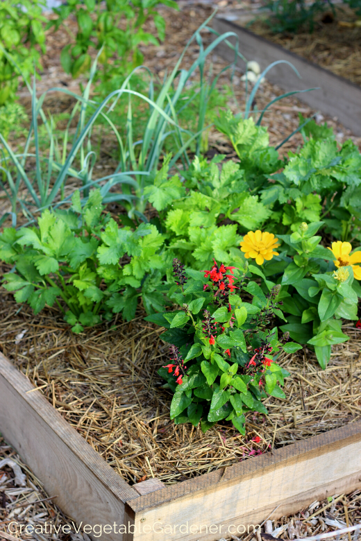 options-for-easy-raised-beds-for-vegetables.png