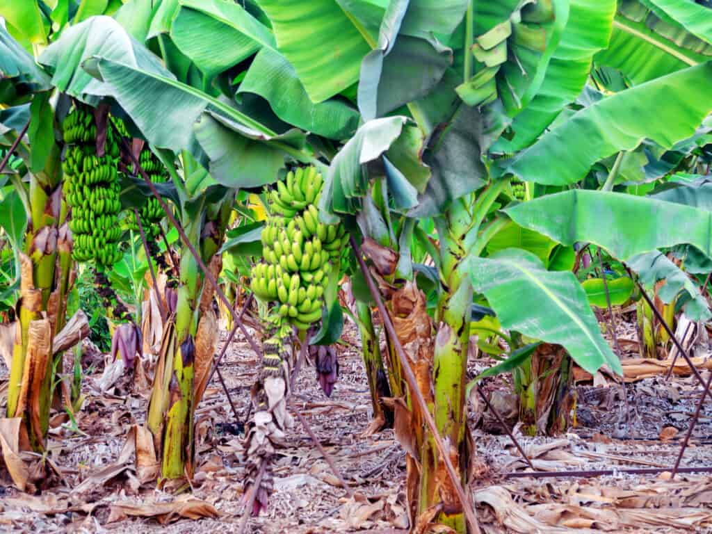 -Organic-Banana-Plantation-On-C-328377010-1024x768.jpg