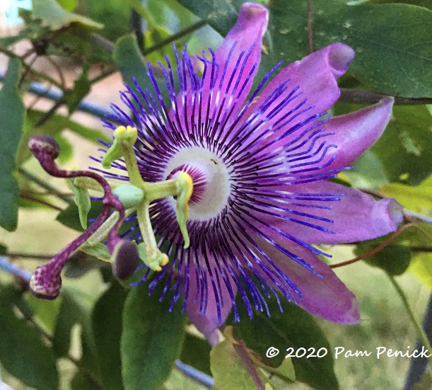 Passionflower_Lavender_Lady-1.jpg