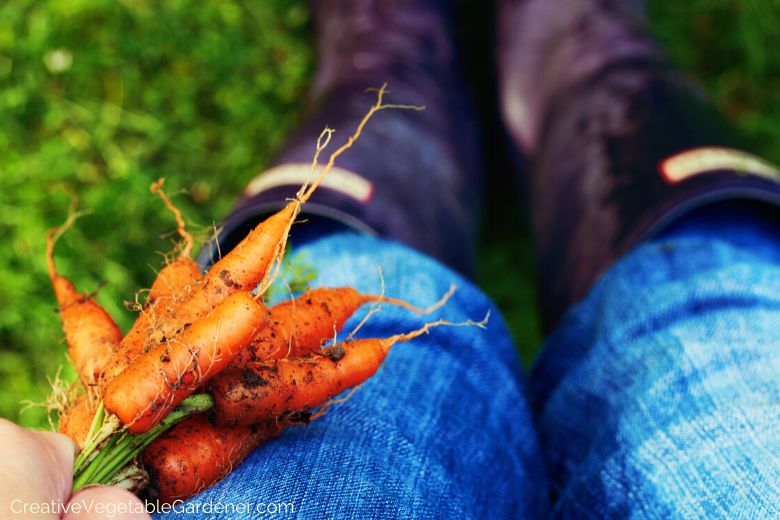 plant-carrots.png