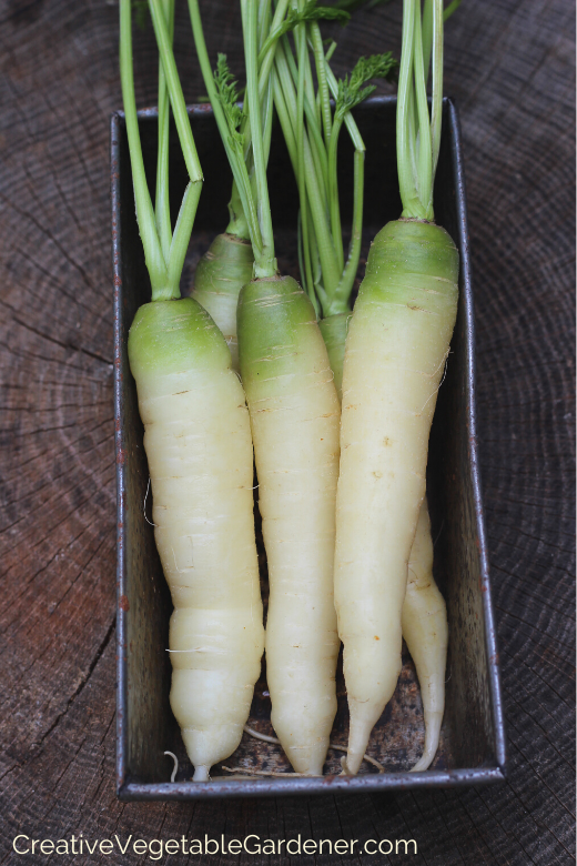 planting-carrots-in-your-garden.png